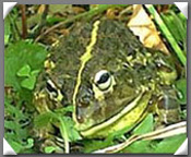 African Bull Frog image