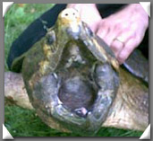 Common Snapping Turtle image