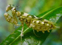 ChineseFlowerMantis5