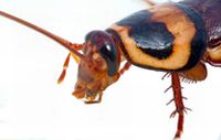 cockroach4