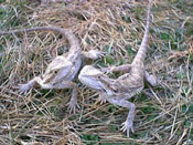 Bearded Dragons image