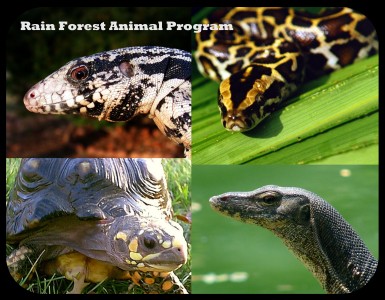 RainForestProgram